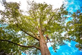 Best Arborist Consultation Services  in Roseville, CA