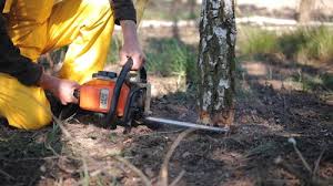 Reliable Roseville, CA Tree Care Solutions