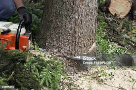 Best Lot and Land Clearing  in Roseville, CA