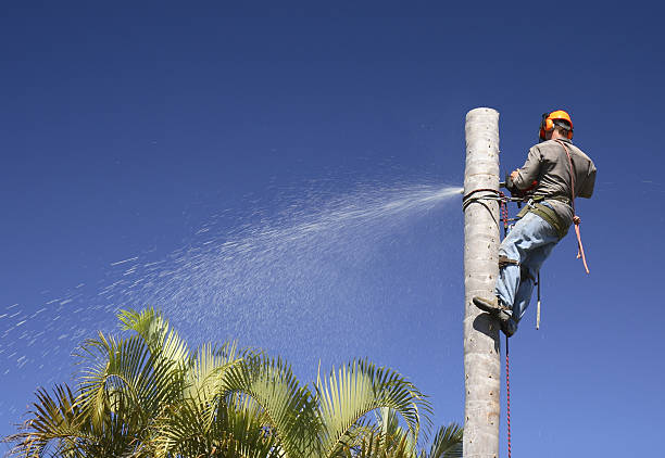 Best Tree Trimming and Pruning  in Roseville, CA
