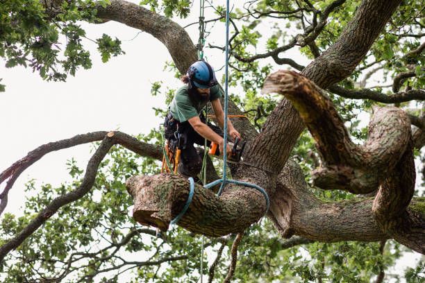 Best Utility Line Clearance  in Roseville, CA