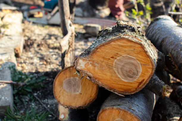 Best Tree Health Inspection  in Roseville, CA