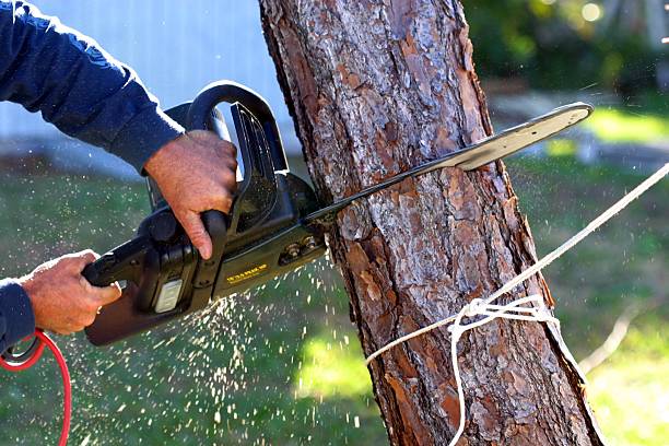 Best Tree Cabling and Bracing  in Roseville, CA