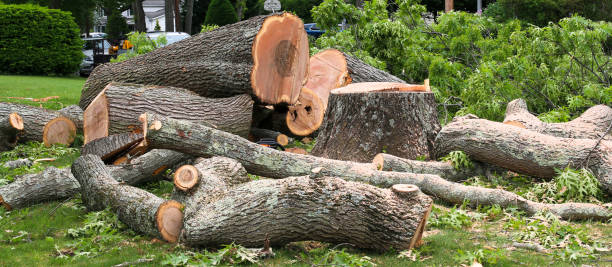 Best Tree Disease Treatment  in Roseville, CA