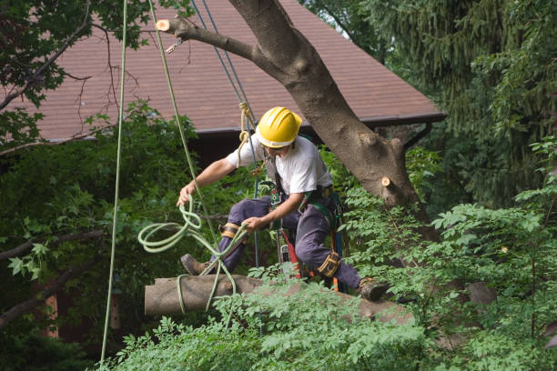 Best Tree Preservation Services  in Roseville, CA