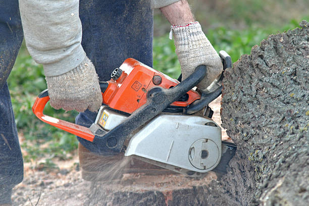 How Our Tree Care Process Works  in  Roseville, CA