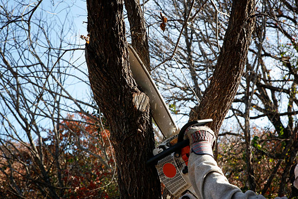  Roseville, CA Tree Care Pros