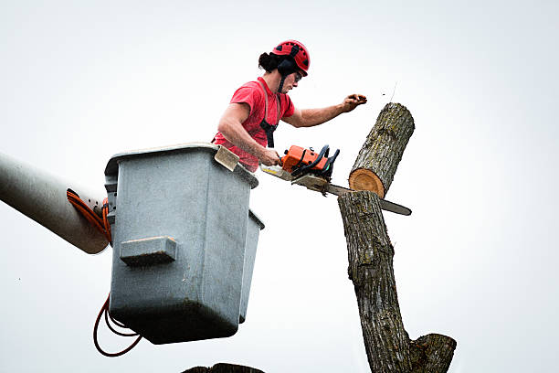 Best Stump Grinding and Removal  in Roseville, CA