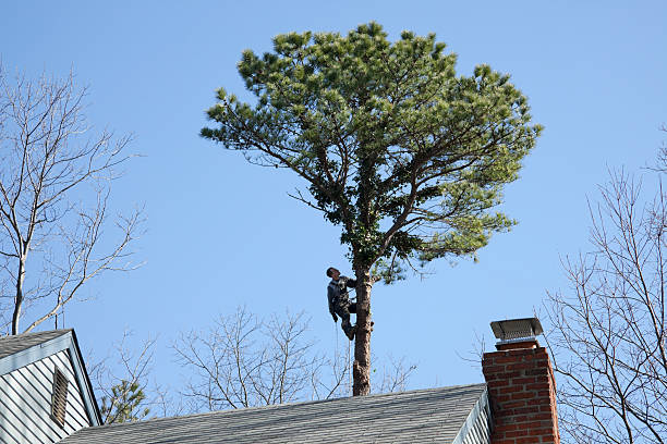 Best Root Management and Removal  in Roseville, CA