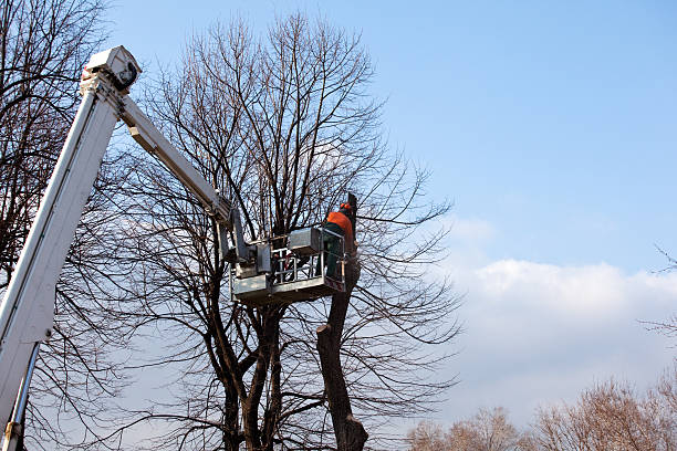 Best Firewood Processing and Delivery  in Roseville, CA